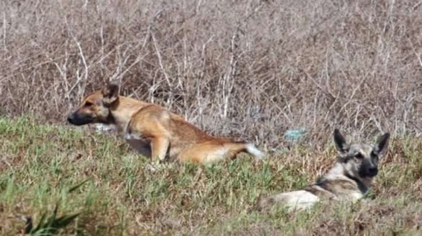 Inician debate de proyecto que declara los perros asilvestrados como especie exótica y dispone su control