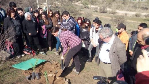 U. de Chile reforesta con mil árboles los cerros aledaños a la Laguna Carén