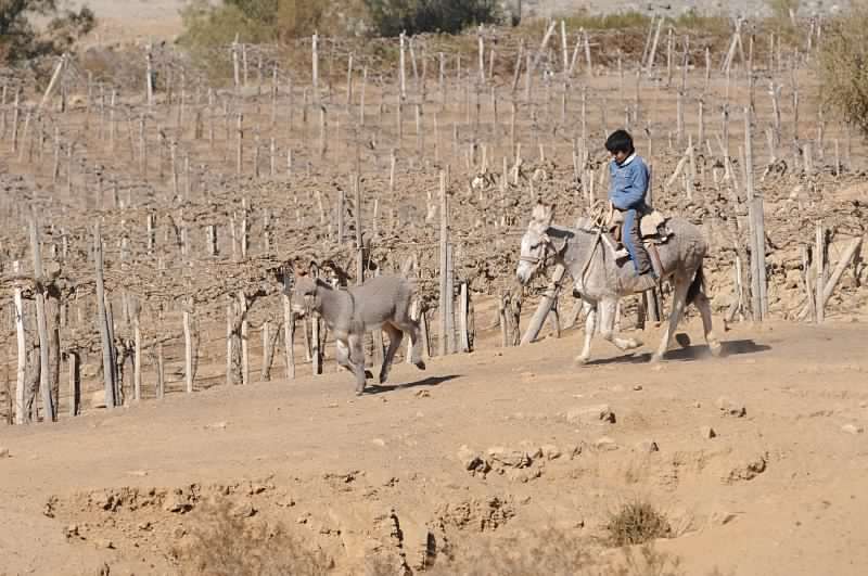 Se acaba el Agua Potable Rural entre Arica y el Biobío: Más de un millón de personas serían afectadas