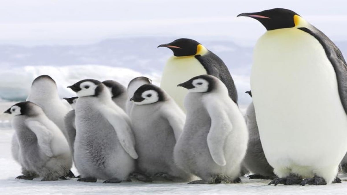 Demandan al gobierno de Trump por no proteger al pingüino emperador del cambio climático