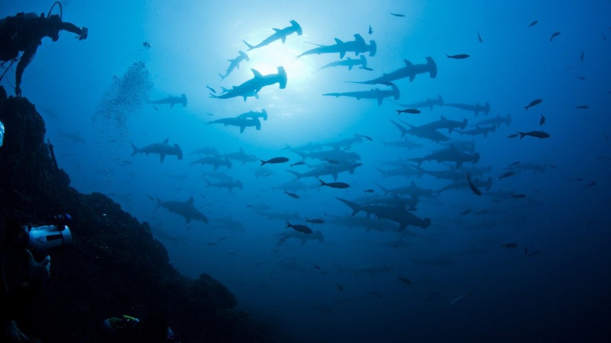 Descubren dos nuevas especies de tiburón frente a las costas de África