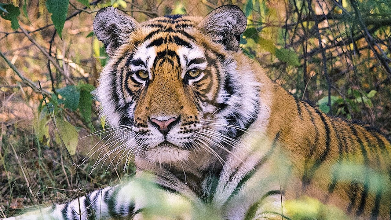 La población de tigres en India ha aumentado en un 33% desde 2014