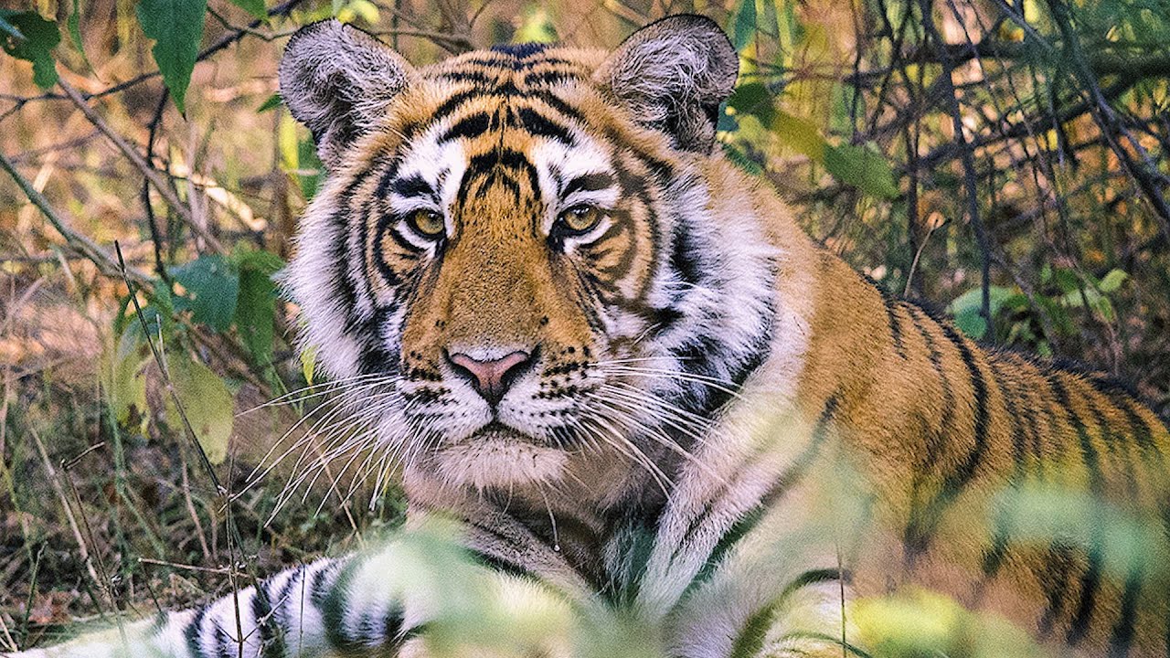 La población de tigres en India ha aumentado en un 33% desde 2014