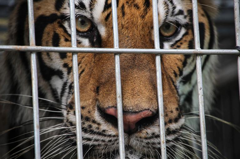 Cada semana al menos 2 tigres son traficados en el mundo