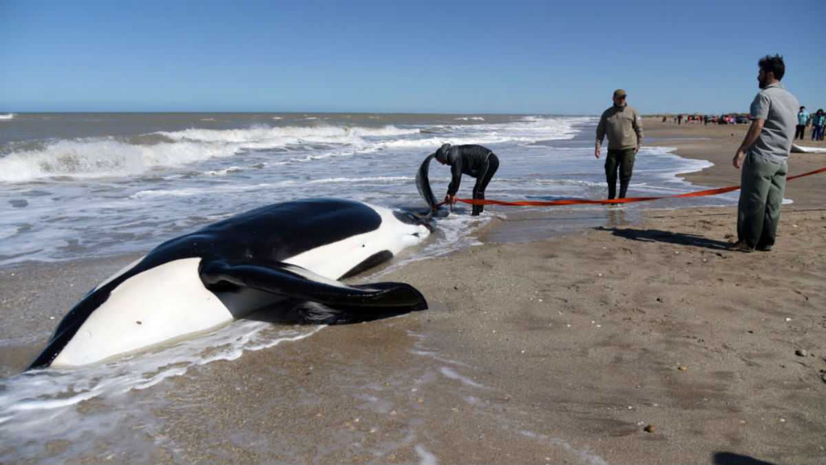 Prefectura y ambientalistas salvan a seis orcas encalladas en la costa de Argentina