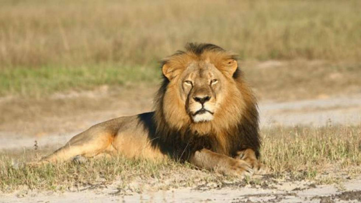 (Video) El hilarante momento en el que un león quiere acostarse junto a una leona