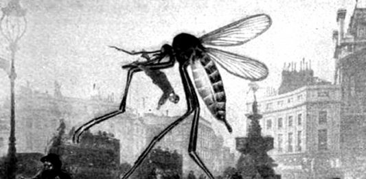 Mosquitos mutantes
