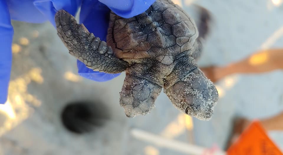 (Foto) Encuentran tortuga de dos cabezas en playa de Carolina del Sur