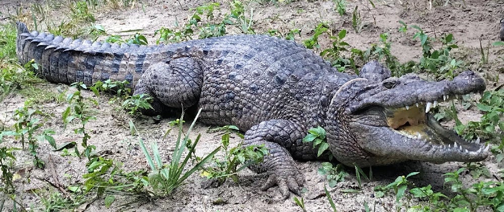 Descubren en Nueva Guinea una especie de cocodrilo gigante de 3 metros