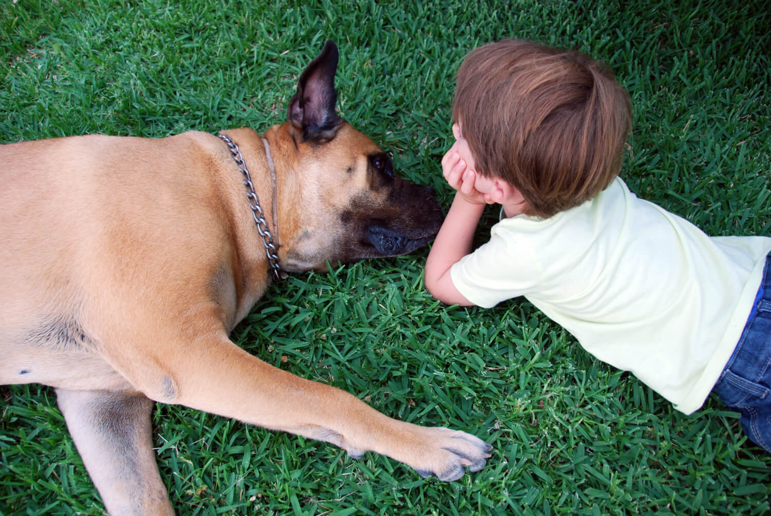 Cómo las mascotas sobreviven en cuarentena con los humanos