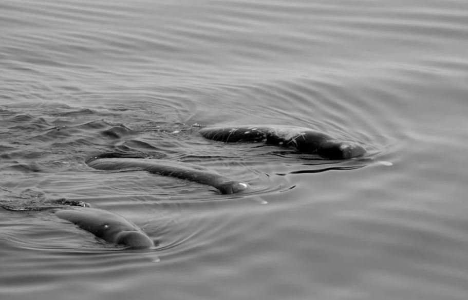 Una nueva especie de ballenas sorprende a los pescadores de Japón