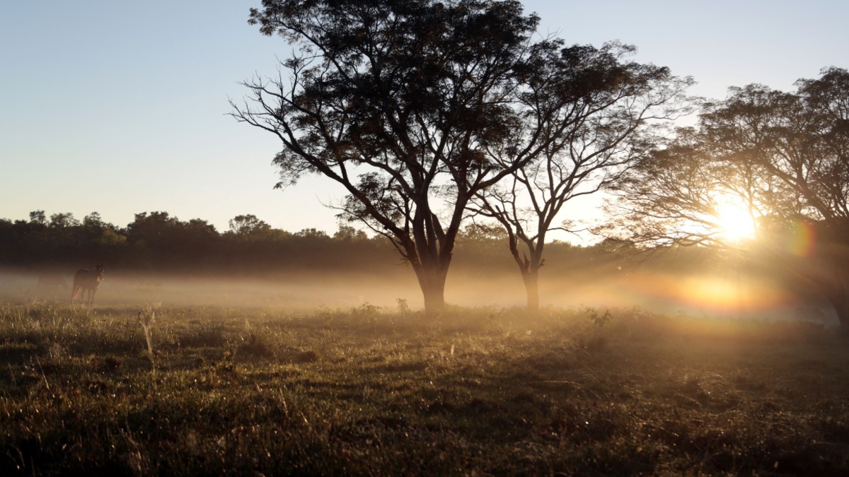 El Gran Chaco es la segunda reserva natural más importante de América y peligra igual que la Amazonía