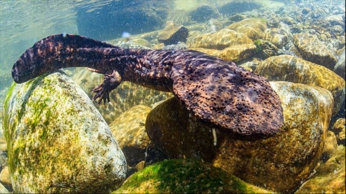(Foto) Científicos descubren el anfibio más grande del mundo