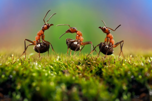 ¿Cómo el veneno de hormiga puede convertirse en el biocombustible del futuro?