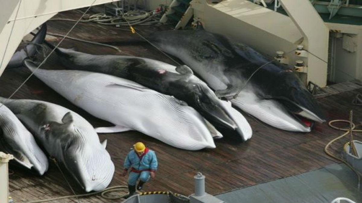 Japón reanuda la caza de ballenas minke luego de 31 años