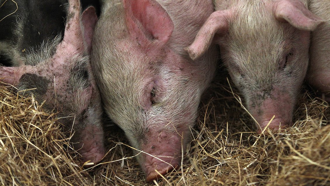 Ñuble: Ordenan clausura total de planta de cerdos Santa Josefina de Coihueco