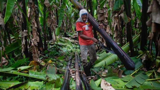 Casos de esclavitud en tabacaleras de Ecuador se elevará a instancias internacionales