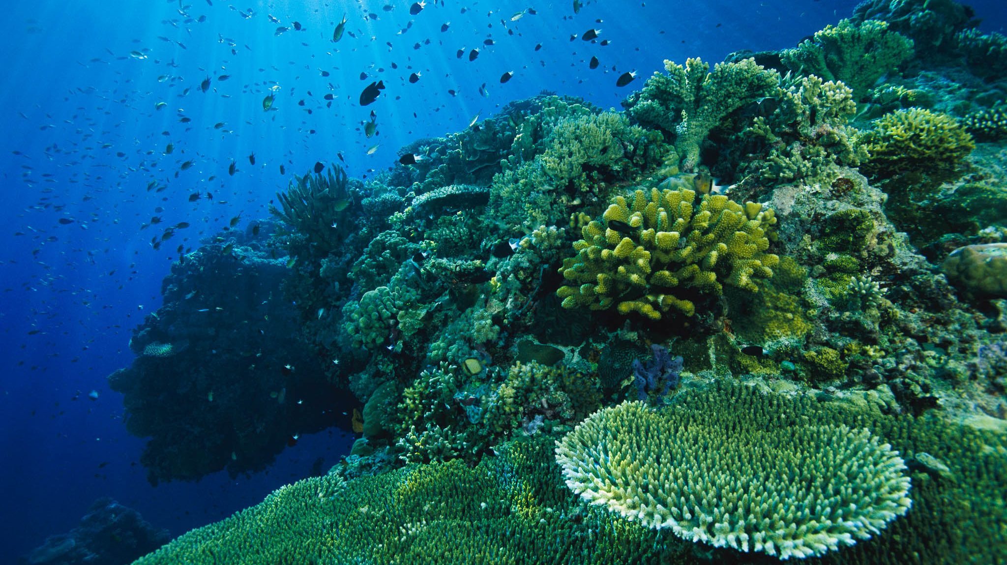 В глубоководных сообществах океана отсутствуют. Южно китайское море подводный мир. Биологические ресурсы океана. Глубоководные коралловые рифы. Богатства мирового океана.