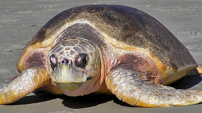 Desgarradora imagen de una tortuga estrangulada podría ganar el Wildlife Photographer of the Year