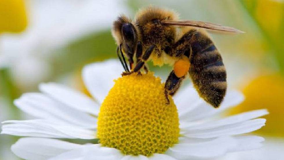 Las abejas melíferas macho también tienen su «carrera armamentista sexual»