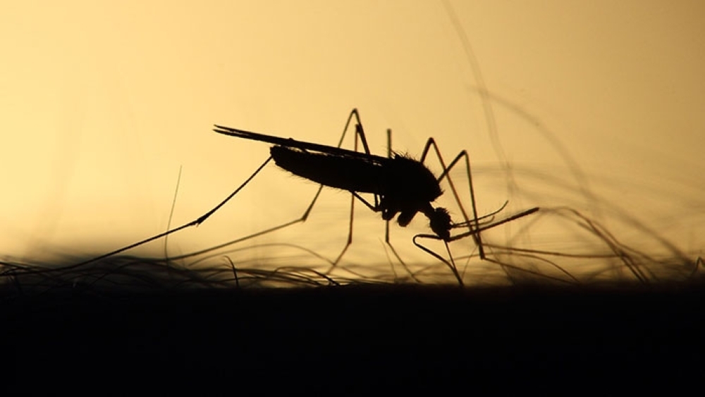 Por cifras alarmantes, OPS activa alerta contra el dengue