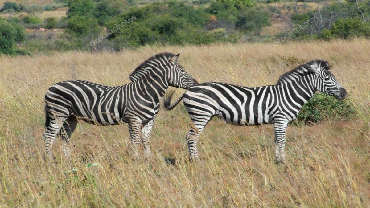 Cazadores de trofeos matan cebras en peligro de extinción por diversión