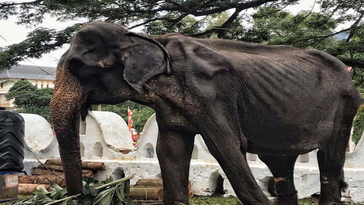 (Fotos) Muere Tikiri, la desnutrida elefanta de 70 años que fue víctima de  maltrato animal en Sri Lanka