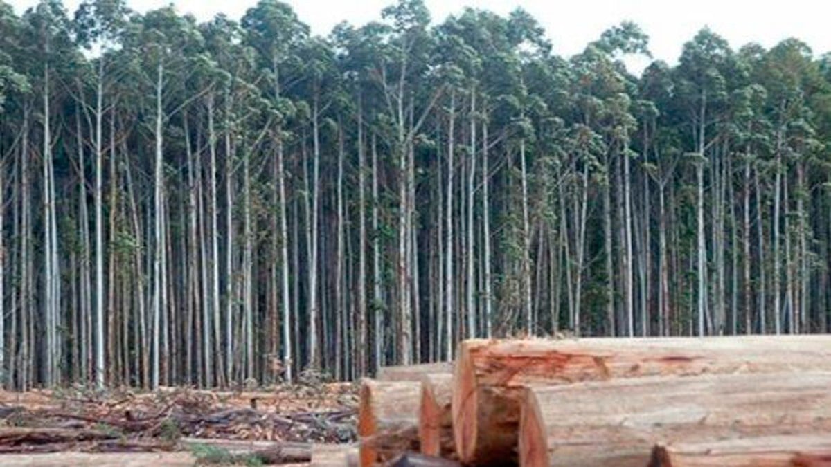 El Ciudadano | Los depredadores forestales: Ponce Lerou, Matte y Angelini - Vimarsana News