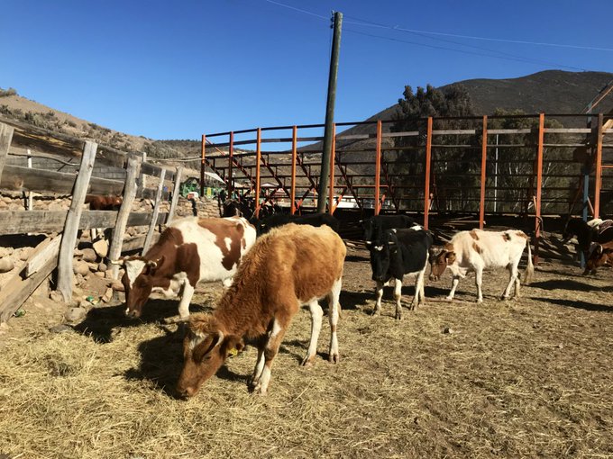 Sequía: Concretan primer traslado de 500 animales de Coquimbo a Ñuble