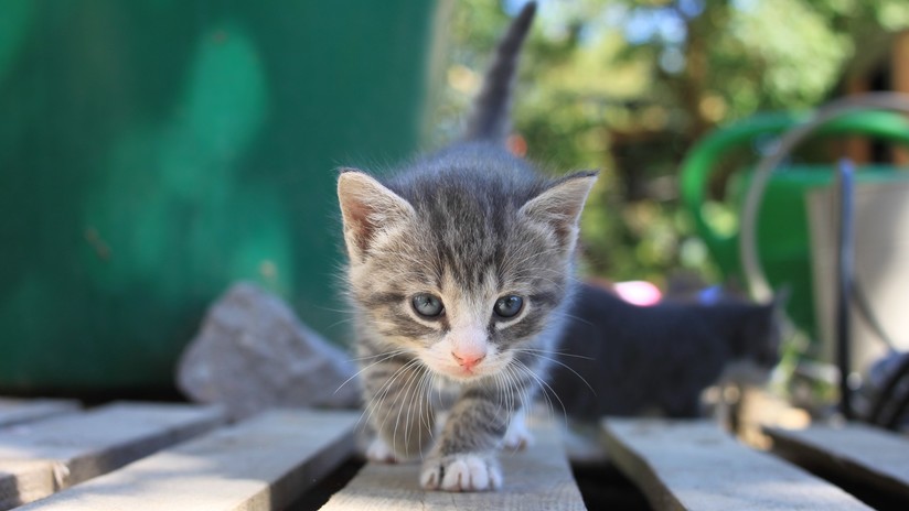 (Video) Empresa China logró clonar con éxito un gato