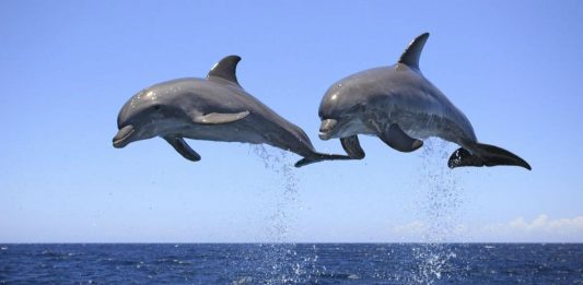 delfines