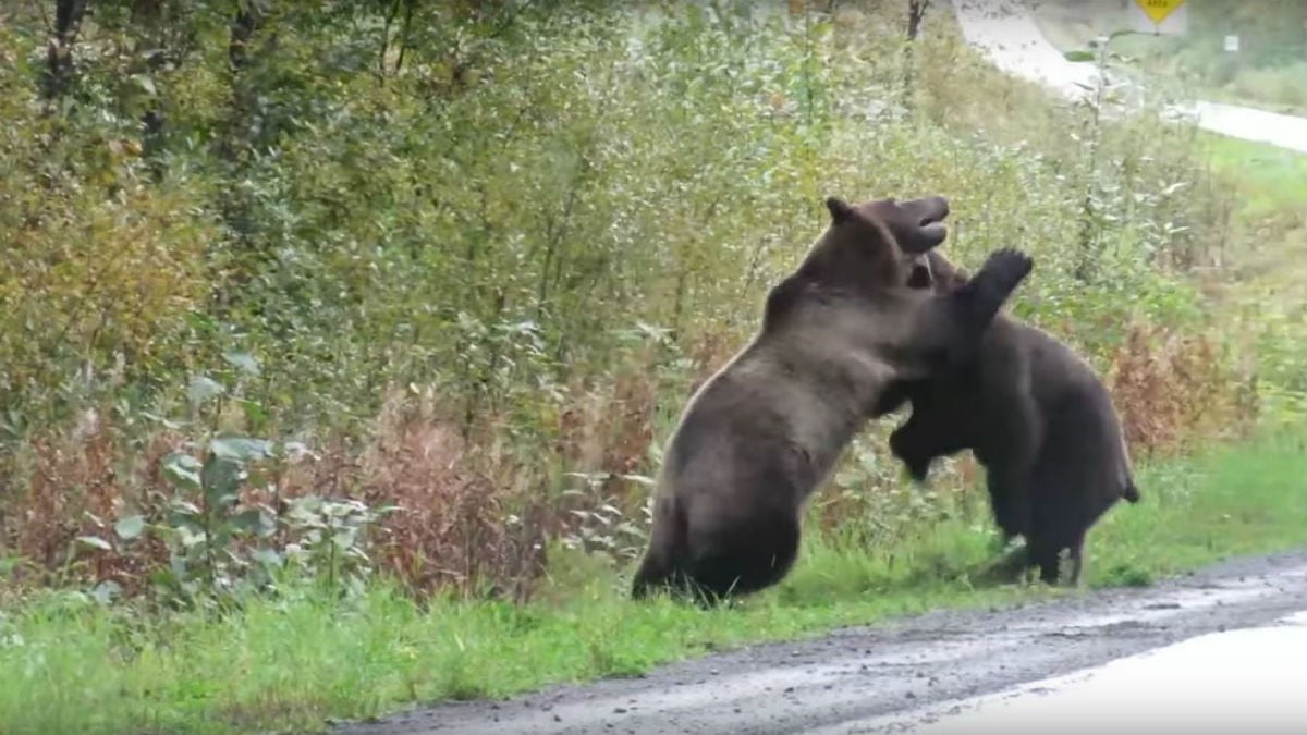 Filman por primera vez en 150 años a un oso pardo en el noroeste de España