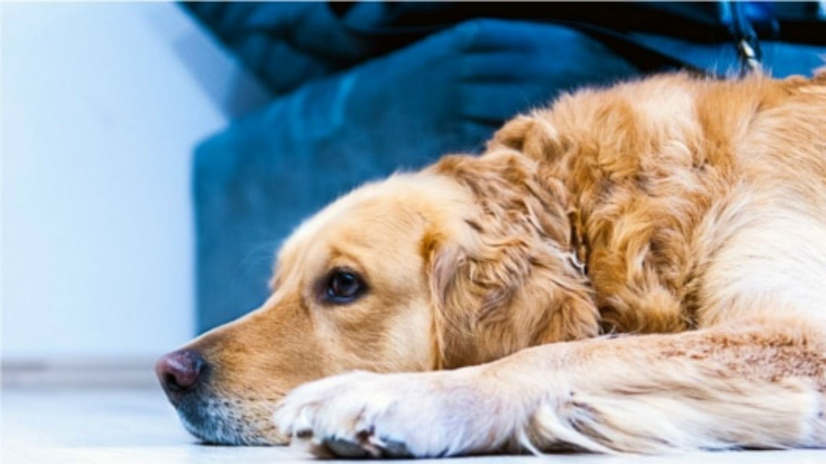 Un perro estuvo más de un mes velando el cuerpo de su amo en el Ártico ruso