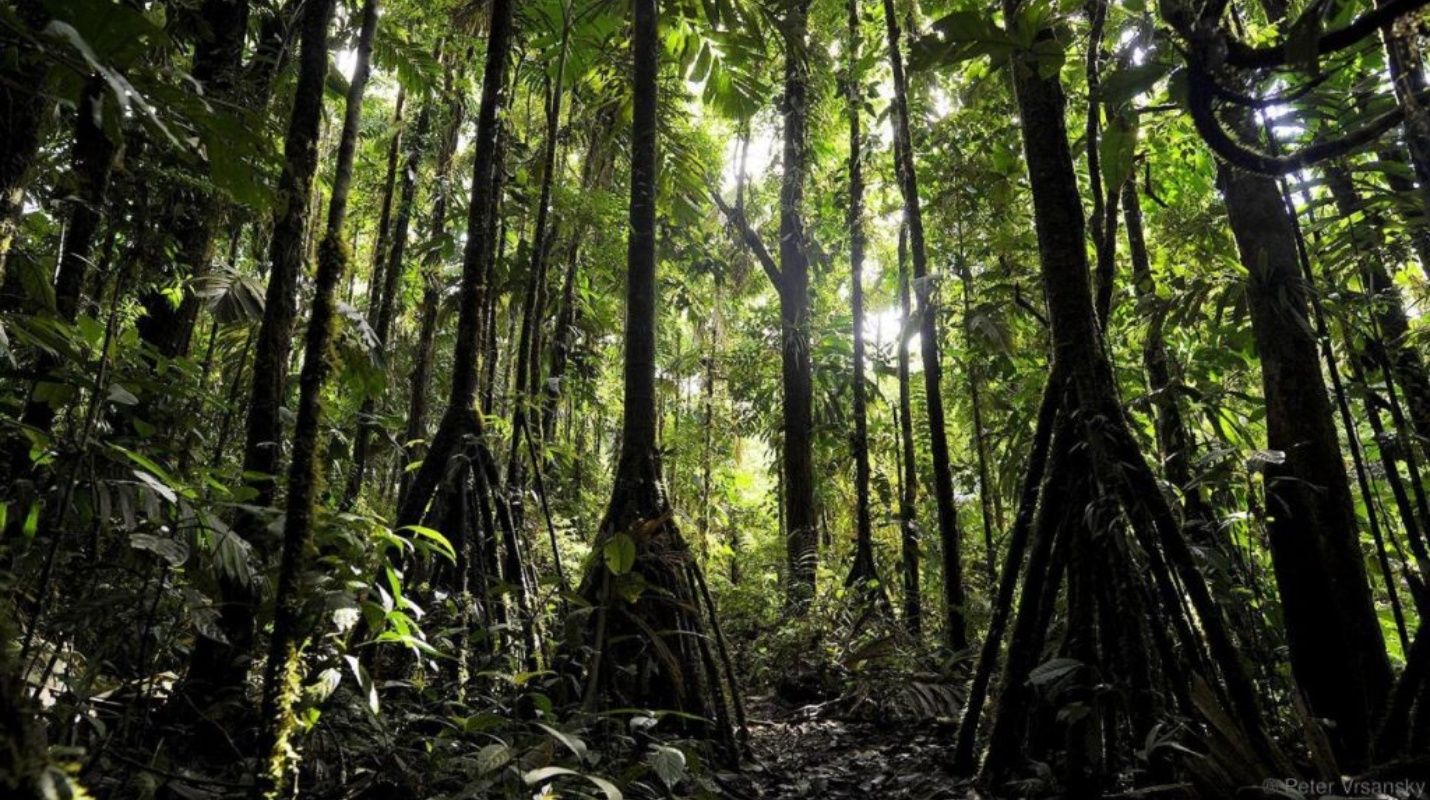 No es ciencia ficción: Resuelto el misterio de los árboles que caminan