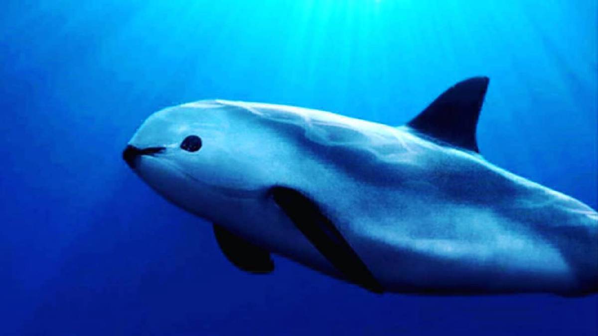 Vaquita marina: a punto de extinguirse por culpa de la explotación indiscriminada