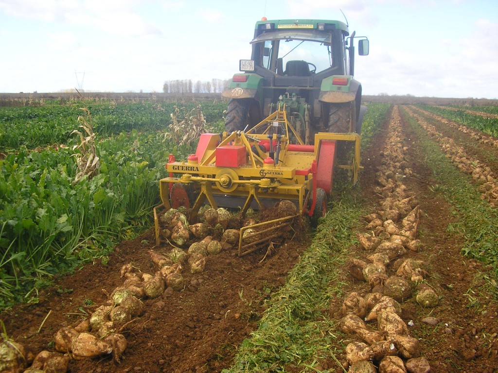 Miel de remolacha producida en China pone en jaque industria apícola mexicana