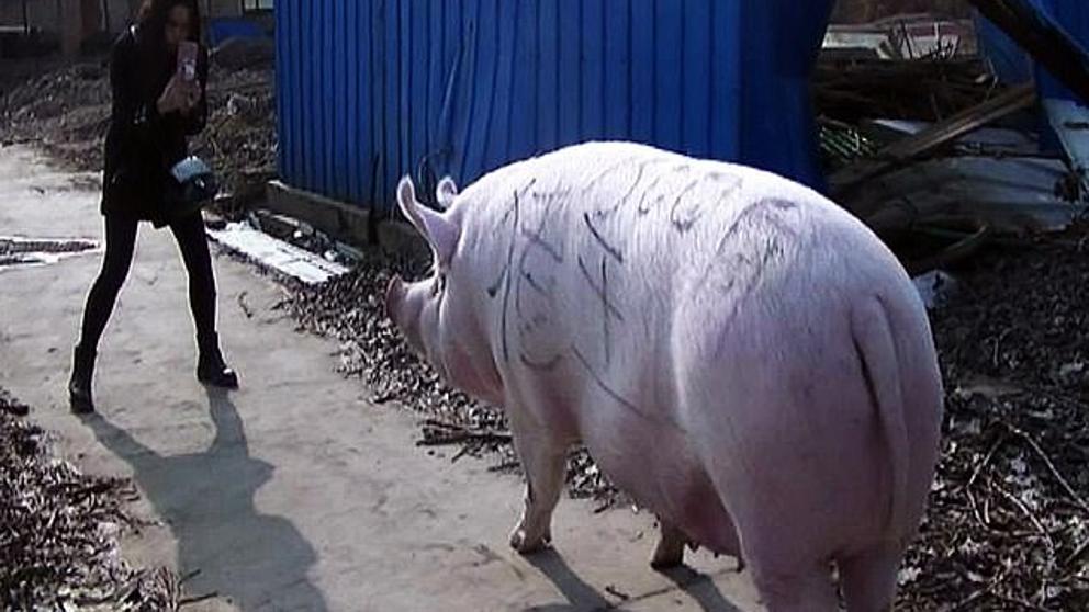 (Foto) China busca criar cerdos tan grandes como osos polares