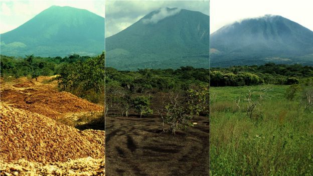 Doce mil toneladas de desperdicios de naranjas revivieron un bosque en Costa Rica
