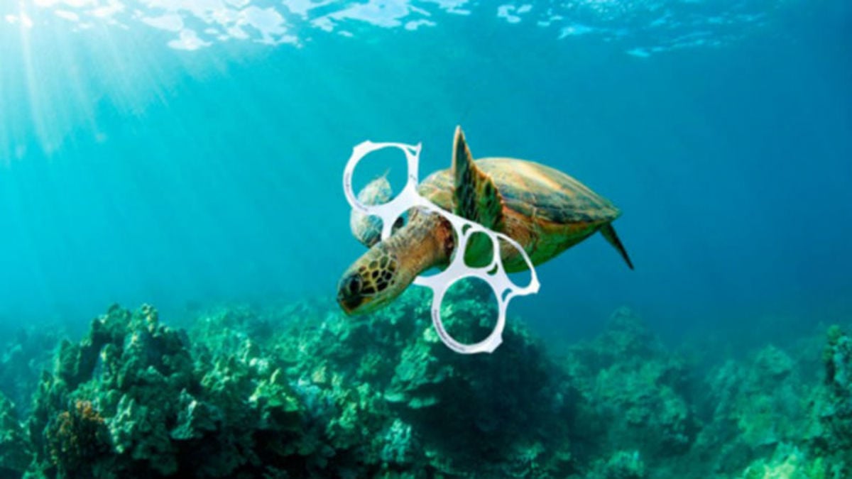 (Foto) Muere tortuga por la ingesta de plásticos en el océano