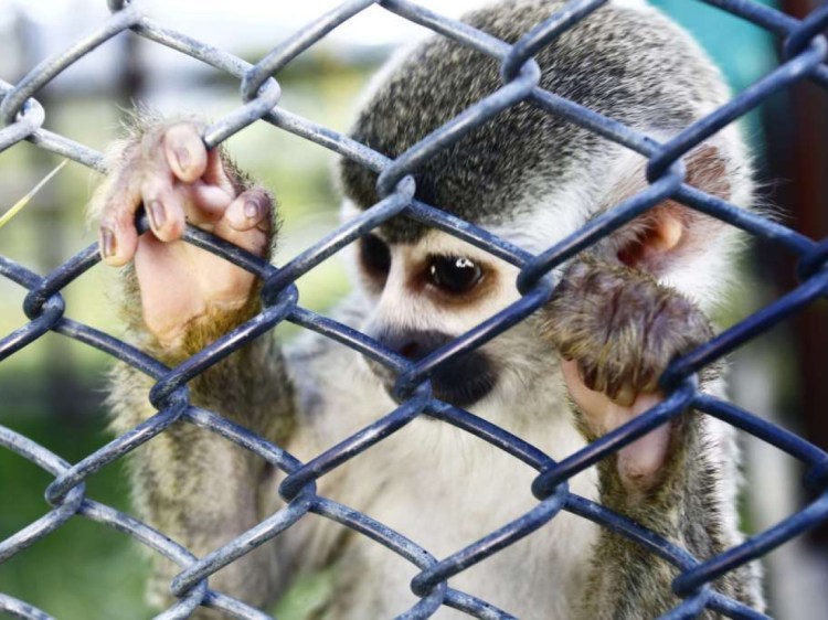 Pérdida de biodiversidad: Casi la quinta parte de las especies terrestres son capturadas y vendidas