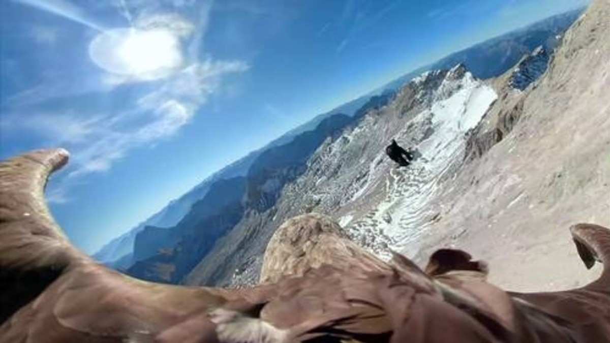 Instalan cámara en lomo de un Águila para observar los efectos del calentamiento global