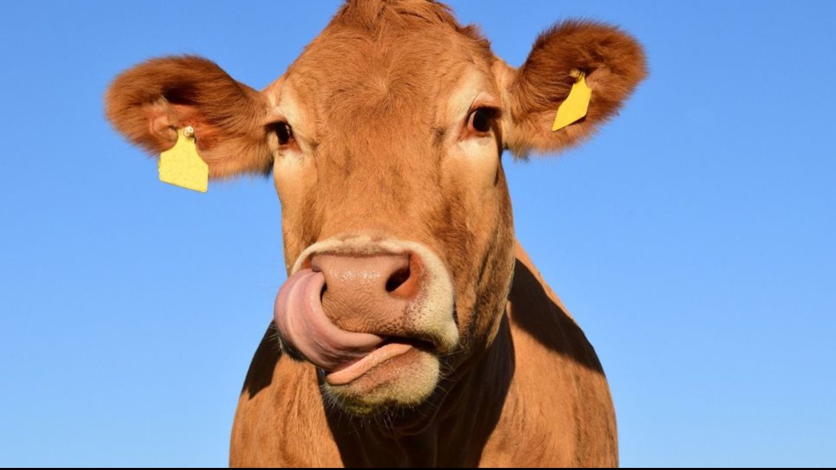 ¿Volverse vegetariano o ir en bici al trabajo?¿qué contamina menos?