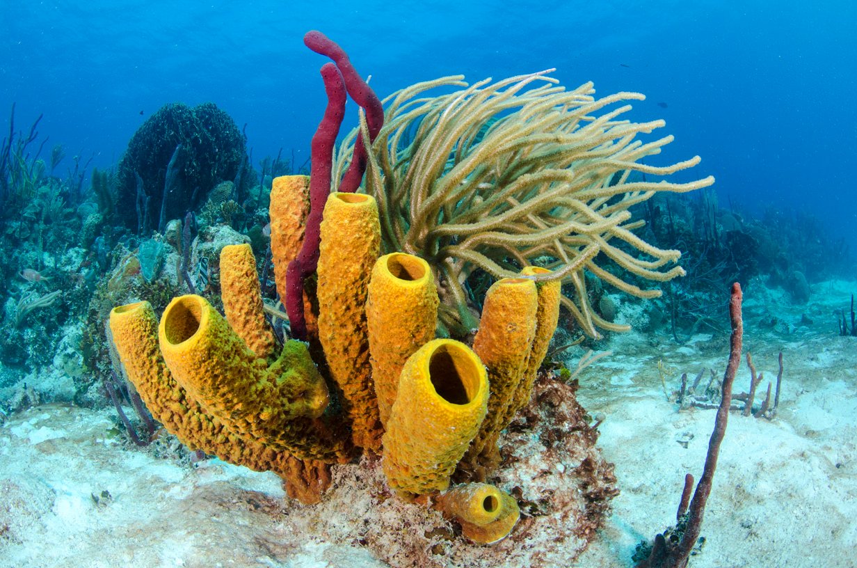 Los corales tienen una estrategia de supervivencia ante el calentamiento global