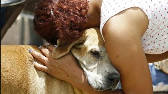 Un perro espera desde hace 2 años a su amo a las puertas de un hospital