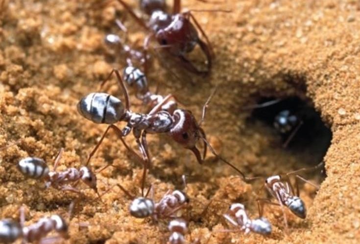 ¿Las hormigas más rápidas del planeta?