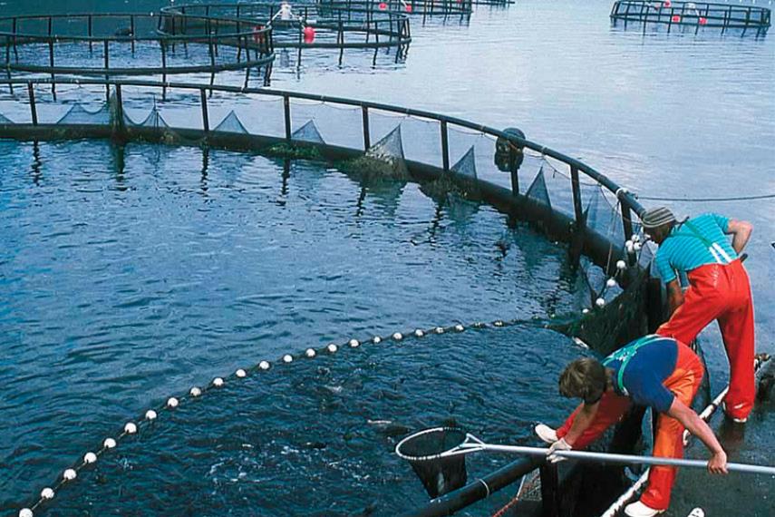 Trabajadores denuncian precariedad laboral y falta de fiscalización en industria salmonera chilena