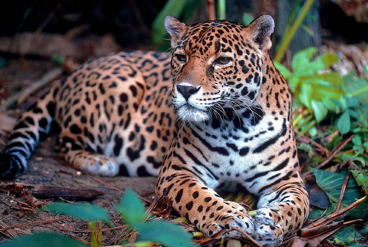 Latinoamérica define acciones para proteger el jaguar