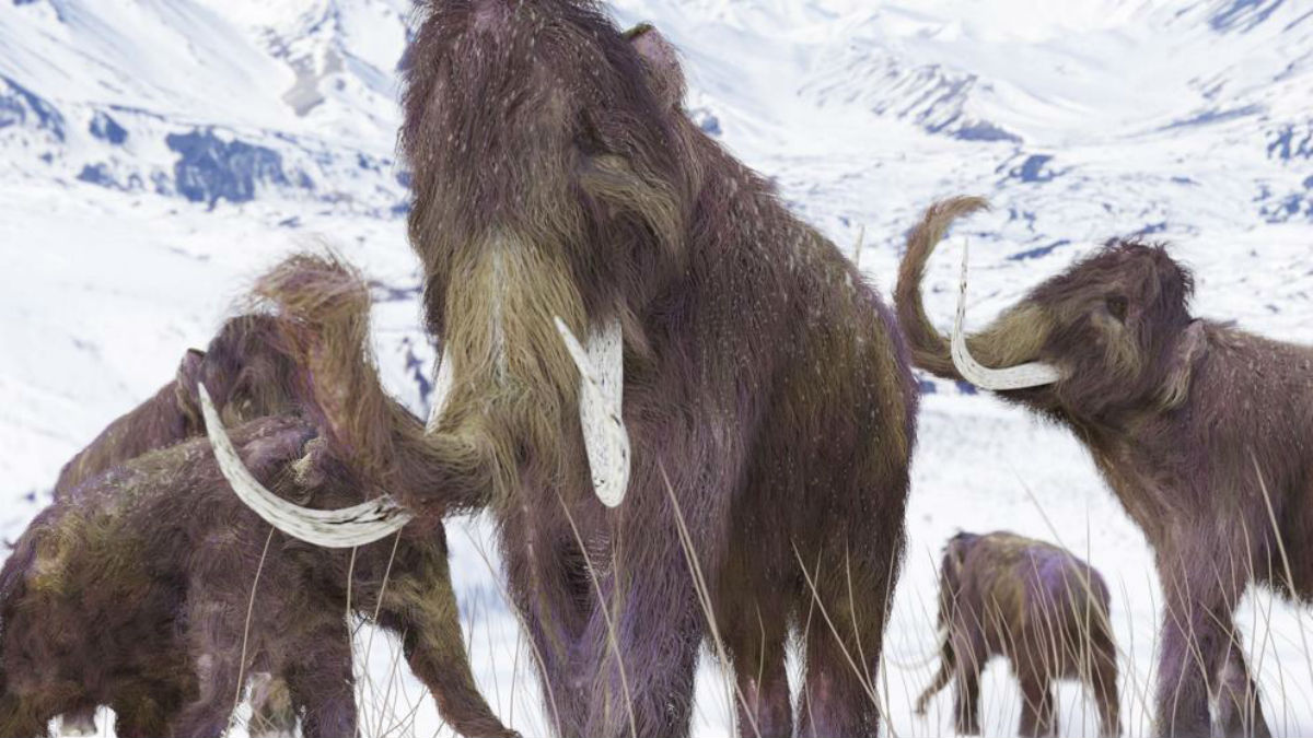 Científicos descubren el lugar en que se extinguieron los últimos mamuts lanudos