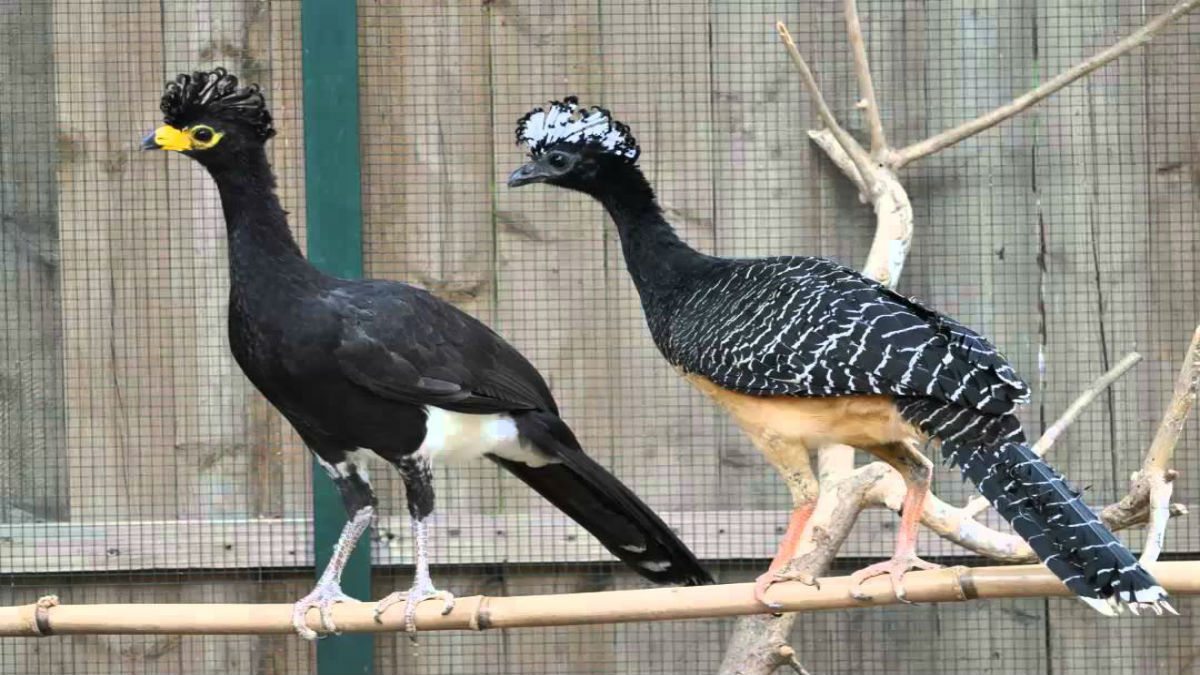 La pava de monte volvió de la extinción para salvar los bosques en