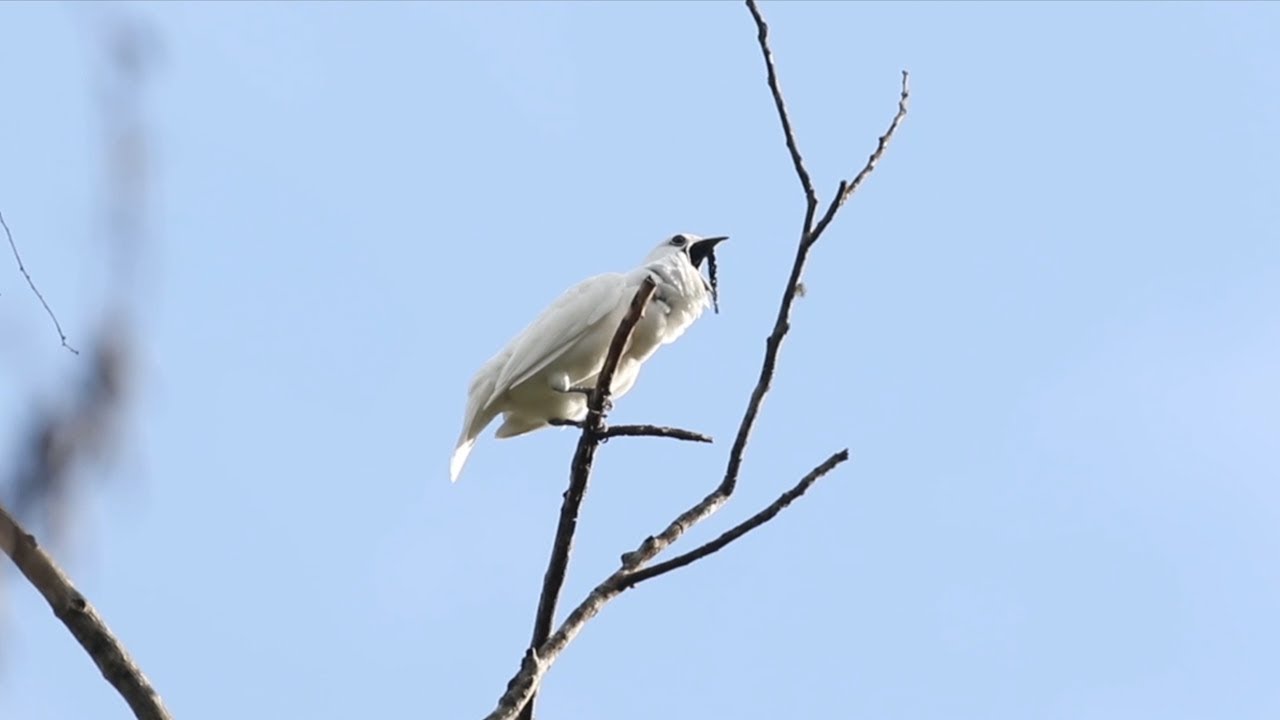 (Video) Así es el canto del pájaro más ruidoso del mundo